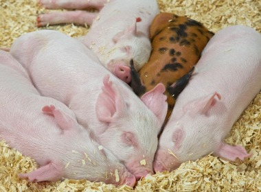 養(yang)豬人必(bi)看！仔豬(zhu)斷奶應(ying)激原理(li)、影響因(yin)素及預(yù)防方法(fǎ)！