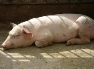 母豬(zhu)産後厭(yàn)食的防(fang)治