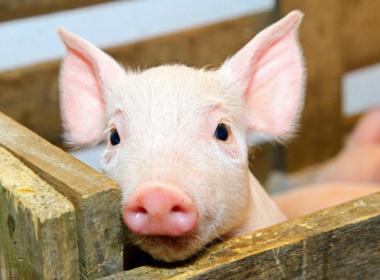 豬(zhū)飼料選(xuan)擇要避(bì)開四大(dà)誤區